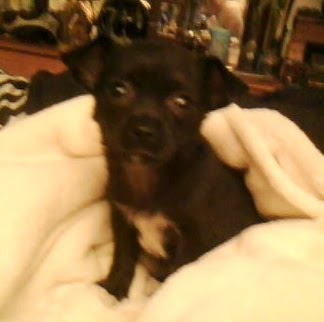 Theresa Fletcher Photo 10