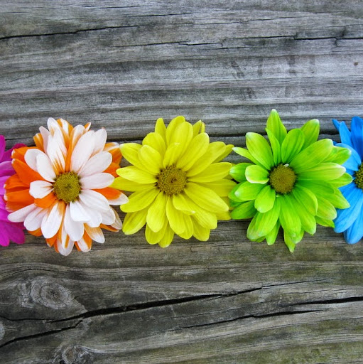 Debra Richman Photo 12