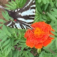 Debbie Dyer Photo 33