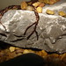 David Adkins Photo 23