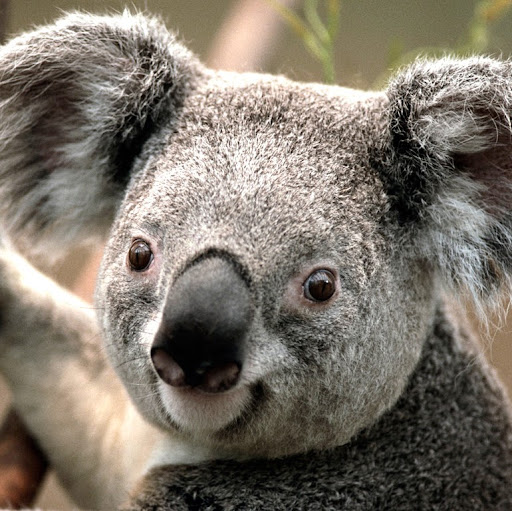 Sophia Cheng Photo 21