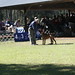 Ronald Wise Photo 36