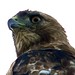 Jeffrey Hawk Photo 9