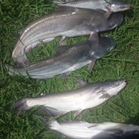 Ralph Chaney Photo 4