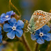 David Snelling Photo 11