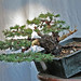 Neil Pollock Photo 10