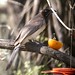 Jay Brown Photo 26