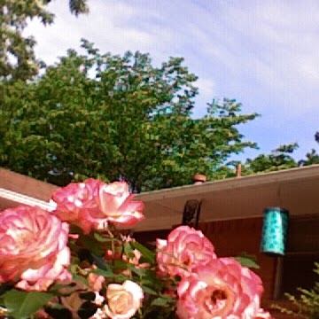 Polly Williams Photo 33