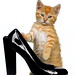 Ginger Witte Photo 7