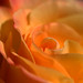 Rose Cunningham Photo 4