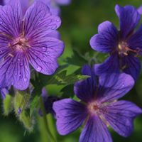 Sarah Horton Photo 29 Sarah Horton Photo 29