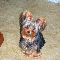 Deborah Cornelius Photo 19 Deborah Cornelius Photo 19