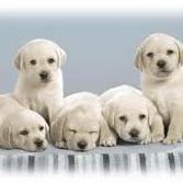 Bonnie Roach Photo 11