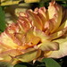 Alexandra Bloom Photo 21