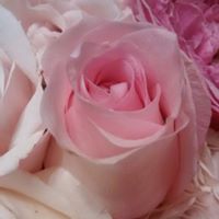 Michelle Volpe Photo 18