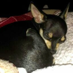 Judy Chapman Photo 30