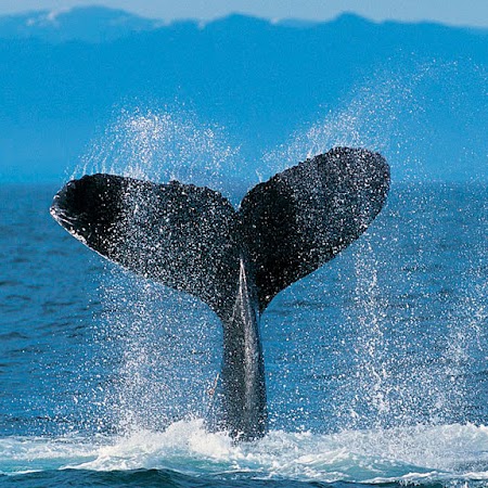 Troy Reeves Photo 10