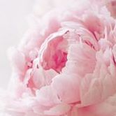 Cynthia Emery Photo 9