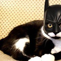 Joe Gossett Photo 10