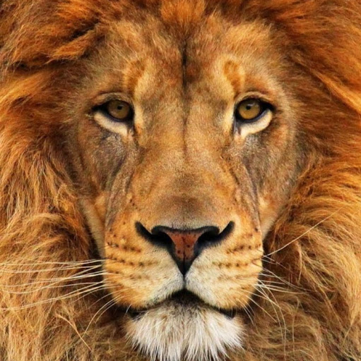 Corey Tyler Photo 18