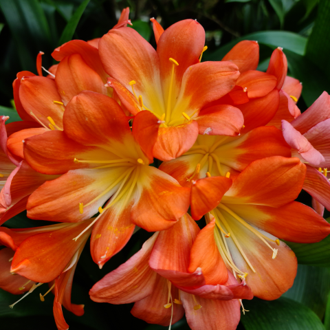 Sophia Cheng Photo 25