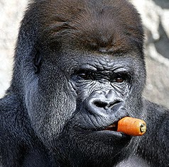 Michael Levine Photo 21