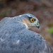 David Wray Photo 10