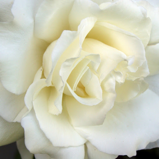 Carol Campbell Photo 32