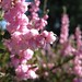 Annemarie Bloom Photo 8