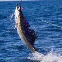 Robert Fazio Photo 20