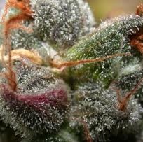 Kenneth Schwartz Photo 52