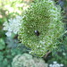 Anne Bloom Photo 12