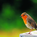 Robin Gabriel Photo 9