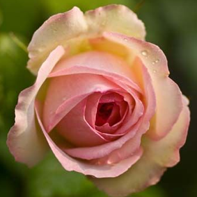 Stacey Watson Photo 47