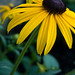 Susan Grow Photo 8