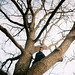 Robbin Simon Photo 4