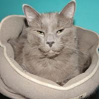 Susan Console Photo 2