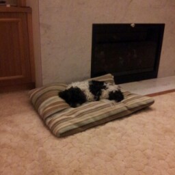 Norma Reynolds Photo 38