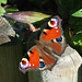 Steven Peacock Photo 10