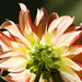 Dahlia Smith Photo 31
