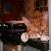 Ginger Cronin Photo 3