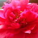 Arleen Flowers Photo 4