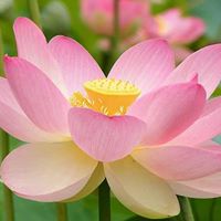 Anna Shepherd Photo 3