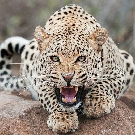 Manoj Abraham Photo 23