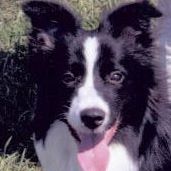 Cheryl Shea Photo 19