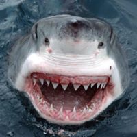 Karl Henderson Photo 17