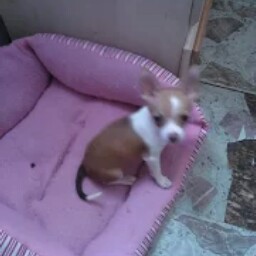 Dorothy Murray Photo 14