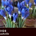 Julia Reed Photo 40
