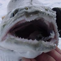 John Sherwood Photo 46 John Sherwood Photo 46