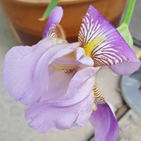 Virginia Browning Photo 21